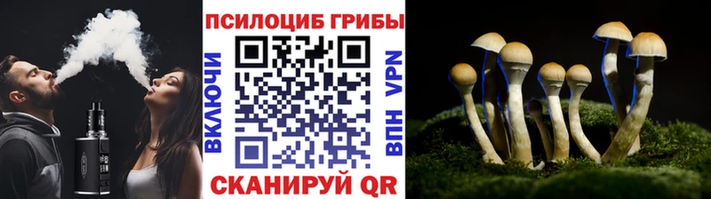 Галлюциногенные грибы Psilocybine cubensis  Волжский 